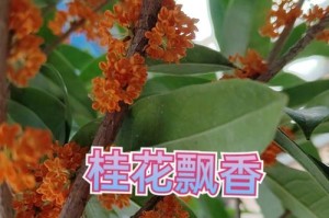 揭秘桂花开花周期（从种植到开花，桂花需要多少时间？）