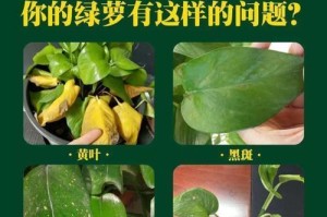 绿萝施用速效复合肥的方法与技巧（合理施肥，绿萝茁壮成长）