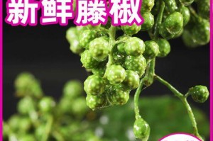 麻椒成熟与采摘时间掌握，丰收更轻松！（掌握麻椒的成熟规律，合理安排采摘时机，让收成更丰盈！）