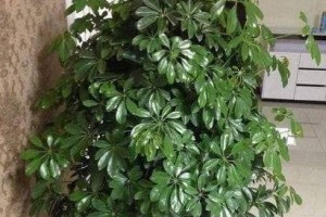 大鸭脚木整形之美——探索自然与艺术的完美结合（大鸭脚木整形艺术的魅力与创新）