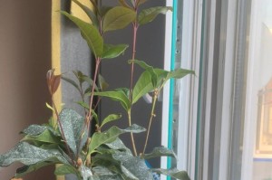 嫁接桂花的养殖技巧（掌握嫁接技术，培育美丽的桂花新品种）