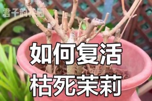 茉莉花叶子干了怎么办？（有效方法解决茉莉花叶子干枯问题）