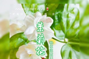 如何种植茉莉花以促使开花（全面解析茉莉花开花的关键技巧与注意事项）