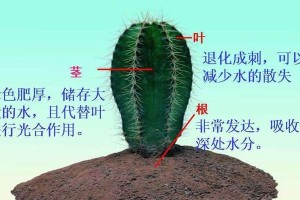 姬珊瑚仙人掌的繁殖方法与注意事项（一步步教你如何让姬珊瑚仙人掌繁殖得更好）