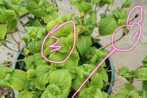 如何分辨绣球花是否烂根死掉？（绣球花烂根死掉的关键特征及应对方法）