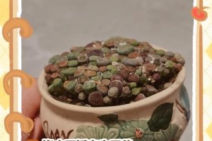 夏季生石花的养护指南（让你的生石花在炎炎夏日依然娇艳欲滴）