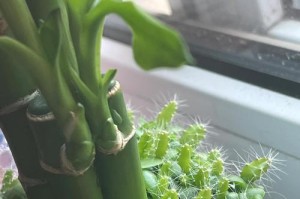仙人伞的养护技巧（打造美丽庭院的关键步骤）