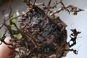 绿萝的芽是如何破土而出的奇迹（探秘绿萝的新生之道）