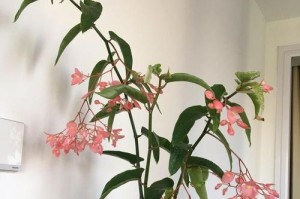 白花竹节海棠的养殖技巧（打造迷人庭院，白花竹节海棠教你如何养）