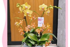 如何正确组盆蝴蝶兰（养护技巧、选择合适的盆器、）
