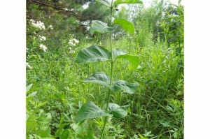 树是否为草本植物？（探讨植物分类学中树的归属）