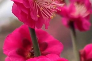 红梅花开花时间及花期详解（赏红梅花，须知开花时间和花期）