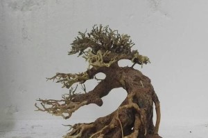 巴西树的养殖方法（打造热带风情的巴西树花园）
