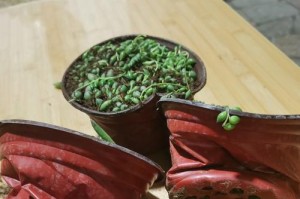 吊兰根烂了怎么办？（从原因到治疗，教你拯救吊兰的生命！）