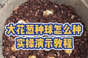 球柏的养殖与护理技巧（学会球柏的正确浇水和修剪，让您的植物茁壮成长）