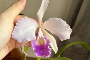 遇到卡特兰叶子软了怎么办？（宝贝植物营养不良的解决方法）