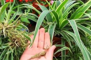 探究吊兰变黄的原因及应对方法（植物生长异常，及时采取措施）