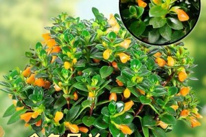 口红吊兰的花期和开花次数（探究口红吊兰的生长规律和养护技巧）