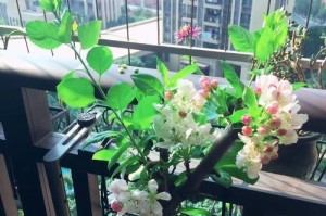 黄花菜的生长环境（探究黄花菜的生态习性与栽培技巧）
