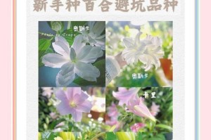 百合发芽后的移栽技巧（如何正确地将百合苗移植到新的环境中）
