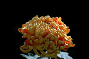 菊花枯萎救治的方法与技巧（保护菊花不再枯萎，打造美丽花坛）