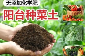 无土盆栽生菜的养殖方法（用水培养方式种植无土盆栽生菜，告别传统土壤种植）