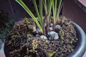 兰草的养殖技巧与方法（如何正确养殖刚挖的兰草）