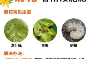 菊花叶子淹水后的护理方法（救救被淹的菊花叶子，轻松恢复健康）
