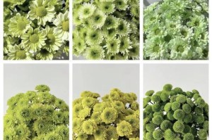 小野菊的养护与繁殖技巧（打造花园中的野菊海洋，享受自然之美）