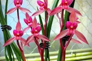 兰花春剑的养殖方法与注意事项（美丽兰花春剑，如何科学养殖？）