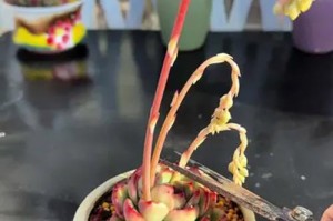 从剪枝到繁衍，探索以大多肉的剪辑艺术（以大多肉剪辑艺术的技巧与方法）