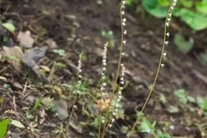 坚韧花语，向生命力致敬（探寻坚韧的花，品味生命的力量）
