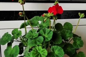 探秘天茱萸的养殖技巧（了解天茱萸养殖方法，打造健康繁茂的园林景观）