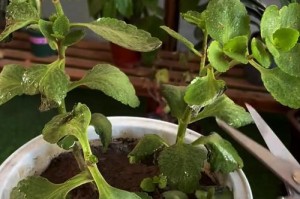 长寿花叶子向下垂，如何处理？（长寿花叶子下垂的原因和解决方法）