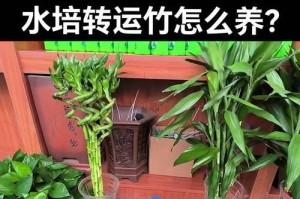 竹子修剪技巧（竹子修剪的关键与技巧，打造繁茂健康的绿色园林景观）