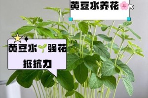 牛奶浇花的发酵之道（创意妙招，让花儿更美丽）
