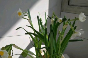 家里为什么不能养水仙花？（学会了解水仙花的特性，才能避免养殖失败）