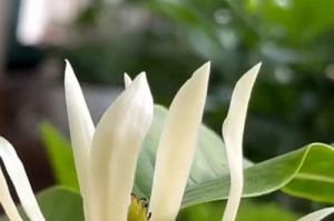 盆栽白兰花的浇水技巧（掌握白兰花浇水的关键，打造健康盆栽）
