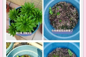 冬季浇水和管理百合的技巧（如何正确浇水和管理冬天的香水百合花）