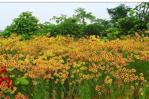 金鸡菊——多年生还是一年生？（解读金鸡菊的生命周期与栽培技巧）