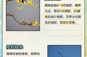 以腊梅怎么施肥最好（合理施肥助力腊梅生长）