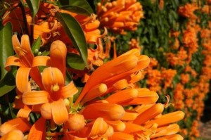 学会简单画炮仗花，轻松享受绘画乐趣（以怎么画炮仗花的简单画为主题，教你一步步掌握绘画技巧）