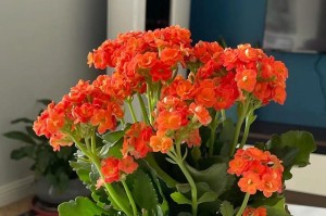 长寿花不仅是多肉植物，更是一种生命的象征（探秘长寿花的肉质多汁与生命力源泉）