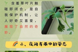 含羞草过冬攻略（如何让含羞草度过寒冷冬天）
