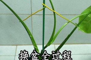 如何避免龟背竹水浇多（龟背竹的生长需求及水浇灌注意事项）