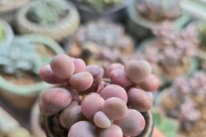 桃蛋如何开花？（种植技巧和关键因素解析）