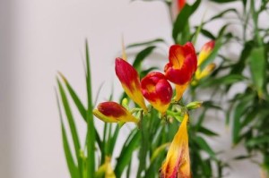 如何正确养护黄色香雪兰（全面了解黄色香雪兰的生长要求和养护技巧）