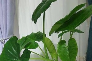 滴水观音能否生根？（揭秘滴水观音的生长奥秘）