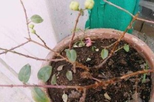 怎样处理蔫了的吊草叶子（教你如何拯救受损的吊草叶子）