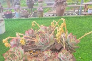 如何有效防治多肉植物的飞虫侵扰？（探索多肉植物飞虫问题的根源与解决之道）